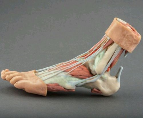 3d anatomy foot anatomically model