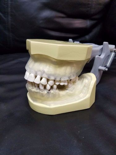 periodontal typodont