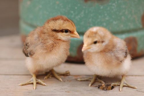 12 Rare Hatching Eggs - Gulls, FBC Marans, Bielefelders, Swedish Flower Hen NPIP