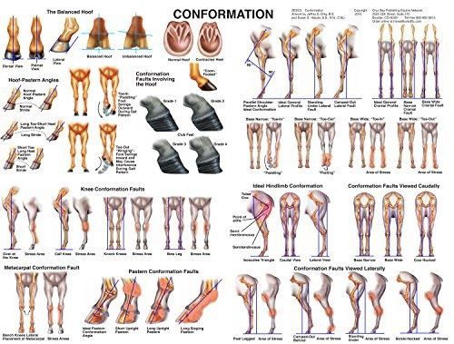 Lake Forest Anatomicals Educational Models Equine Conformation Chart Horse