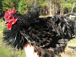 6+Bantam black Frizzle/ silkie feather Cochin Fertile Hatching eggs