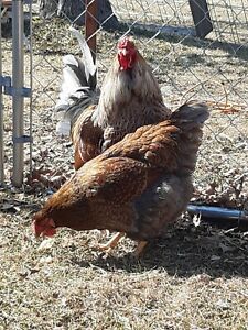 8 Hatching Eggs: Baryard Mix/ Wyandottes/ &amp; Possible Easter Eggers Fertile