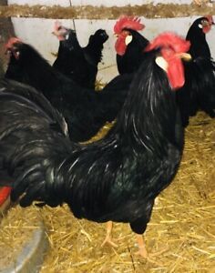 10+ Black Leghorn Hatching Eggs