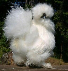 5 Silkie Hatching Eggs NPIP