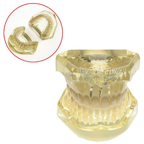 PROMOTION 1 PC Dental Standard Teeth Tooth Model for Dentist Transparent #7002