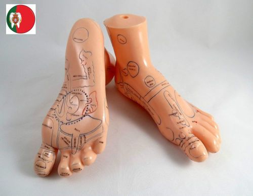 Medical Educational Anatomic Massage Foot model 17cm IT-104 ARTMED