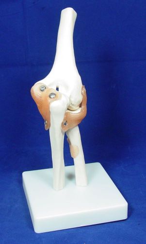 Functional Elbow Joint Model Human Skeleton Anatomical 001