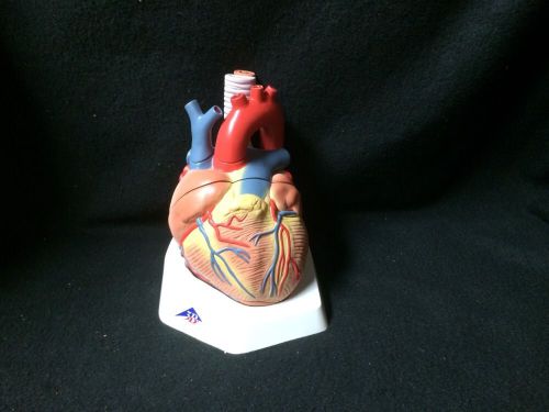 3B Scientific - VD253 Giant Human Heart Anatomical Model - 7 part (VD 253)