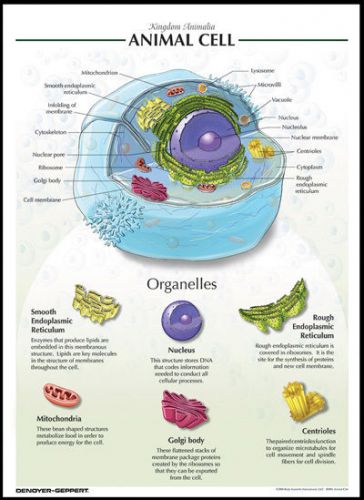 Laminated biological chart animal cell poster for sale