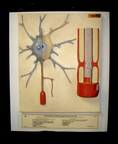 Vintage SOMSO BS35 Neuron Anatomical Teaching Model BS 35 Nervous System Model