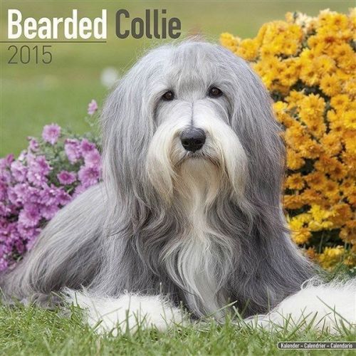 New 2015 bearded collie wall calendar by avonside- free priority shipping! for sale