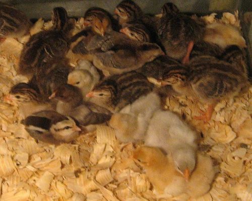 15 LB GAMEBIRD STARTER Feed 30% protein chick guinea turkey quail Hatching eggs