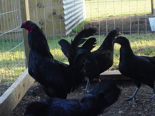 (8+) Bonanza Black Game Fowl Hatching Eggs