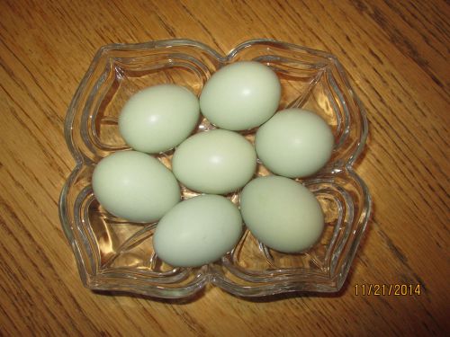 12+Blue Hatching Eggs / Ameraucana / Easter Egger/ Olive egger
