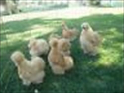 18 SQ Silkie Hatching Eggs Assortment Includes Lavenders