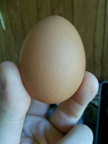 Chicken Eggs - White Plymouth Rock x Buff Orpington 12 eggs - Free Shipping