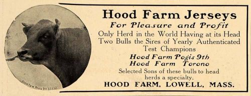 1907 ad hood farm lowell massachusetts jersey cows bull - original cl9 for sale