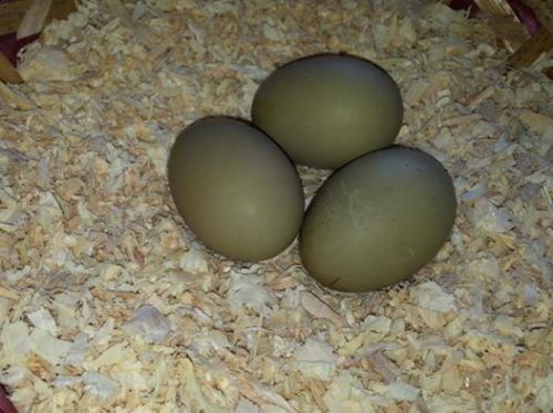 6+ Olive Egger Fertile Hatching Eggs