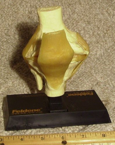 Life size Anatomy Knee Model Display Medical Teaching