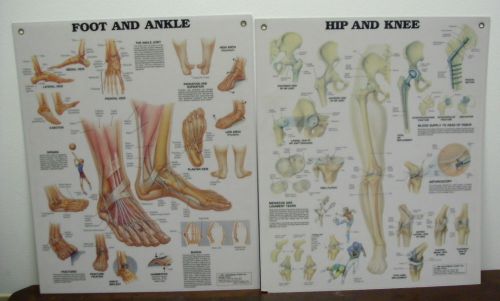 Lot of 2 Laminated Anatomical Wall Charts &#034; Hip &amp; Knee&#034; and &#034;Foot &amp; Ankle&#034;