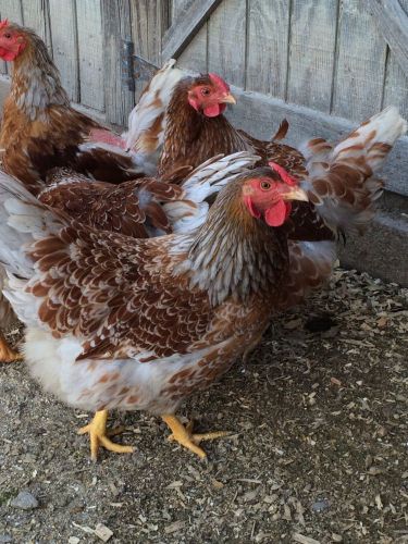 12+ Blue Laced Red Wyandotte Hatching Eggs