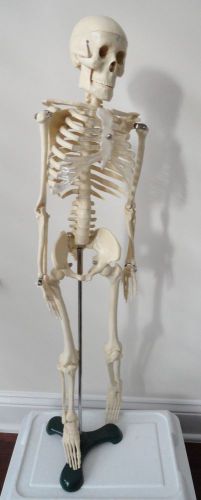 Medical Model SKELETON 33&#034; with stand Anatomical Educational Science Advanced 
