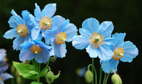 Fresh Papaver Somniferum&#034;(Persian Blue Poppy)-(20+ Seeds) Hardy, WOW, L@@K!!!!!!