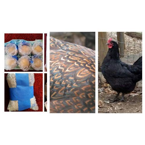 4 double laced barnevelder,  4 french black copper maran hatching eggs pure bree for sale