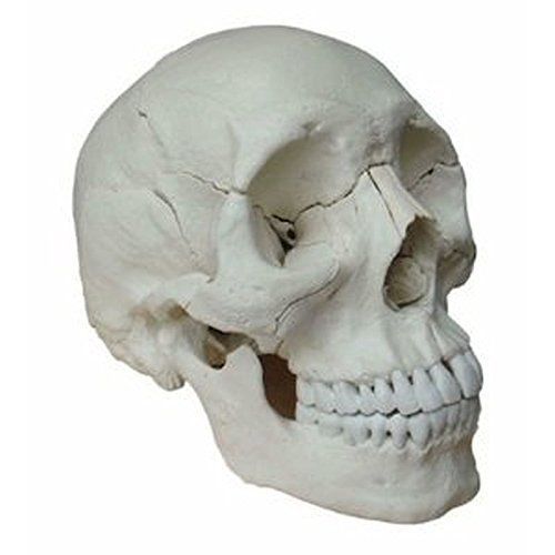 Wellden Product Human Medical Anatomical Adult Osteopathic Skull Model, 22-Part