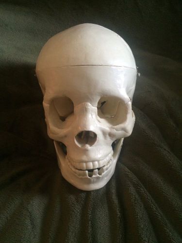 Life Size Adult Plastic Skull Model For Anatomical Study/ Halloween Decor