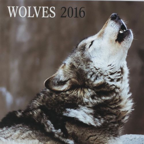 16-Month 2016 WOLVES Wall Calendar NEW Nature&#039;s Animals Wild Hunting Photography