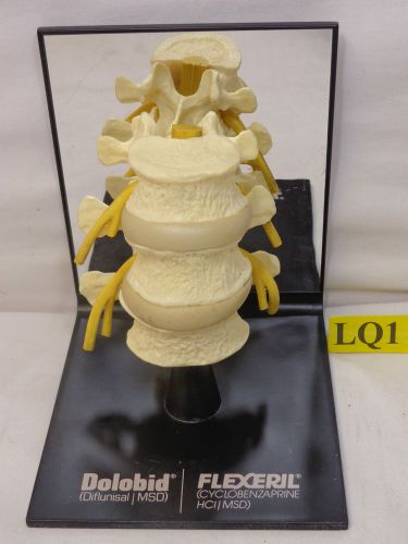 Vintage 3D Anatomical Model of the Human Spine-Disc Flexeril-Dolobid Merck