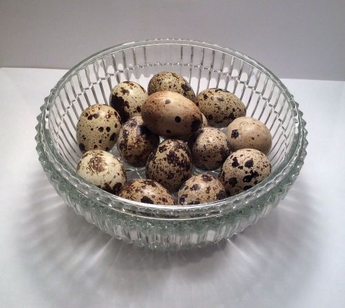 12+ Quail Eggs Coturnix Blown Empty Crafting Art Ornamental Firsts *E