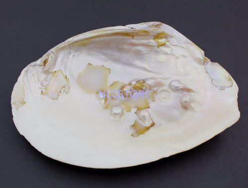1 pcs natural  mother of pearl shell clam display 11cmX15cm-16cm collection