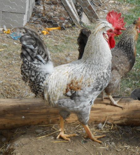 12+ crested cream legbar eggs! always extras! npip ai clear! greenfire/jill rees for sale