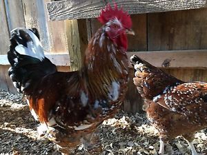 10+ swedish flower hen hatching eggs - greenfire farms  - crested/non - npip for sale