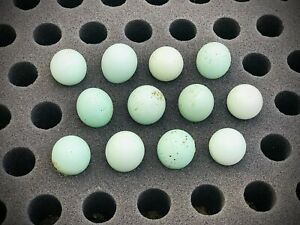 One Dozen Celadon Quail Hatching Eggs