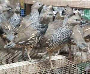 20+Blue Scaled Quail Hatching Eggs