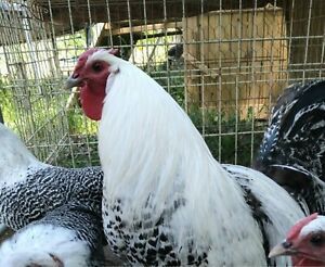 Death layer EXTREMELY RARE hatching eggs 6ct