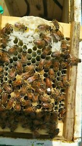 2021 Live Mated Marked and Laying Honey bee Queen
