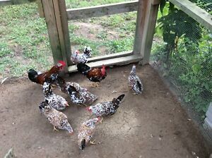 12 Pure Olandsk Dwarf Bantam Hatching Eggs RARE