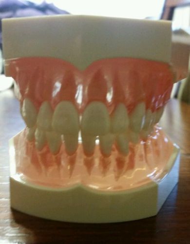 Nissin Dental Student Typodant Model 121D-400C Kilgore Int&#039;l - *Slightly used*