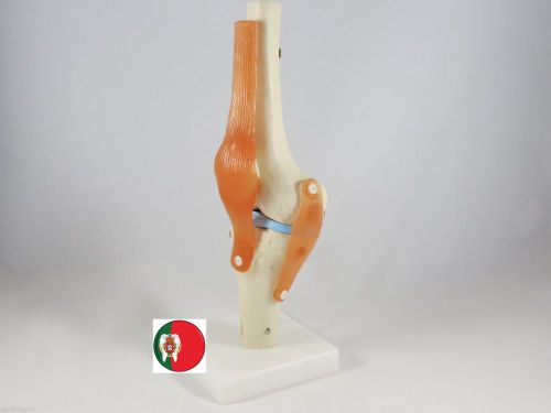 Professional medical educational anatomical model knee joint life size artmed for sale