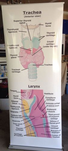Supreme Space 33 Retractable Banner Trachea &amp; Larynx MEDICAL DISPLAY TEACHING