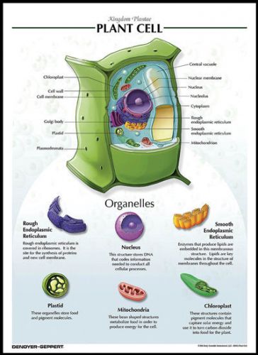 Laminated biological chart plant cell poster for sale