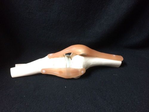 Somso - ns50 functional knee joint anatomical model, no base (ns 50) for sale