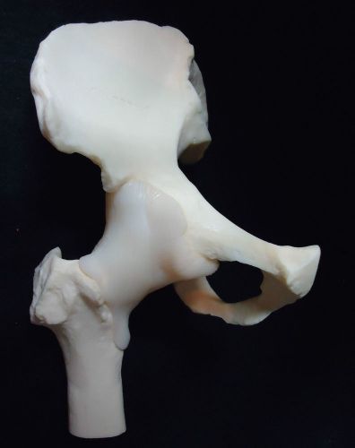Functional Anatomical Hip Joint Model Movable With Ligaments and Capsule