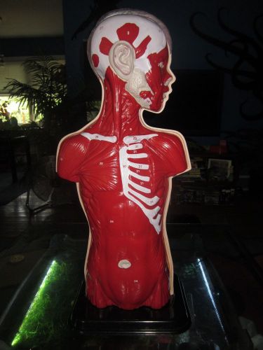3D Medical Mannequin Muscle &amp; Organ for Medical study &amp; training accurate design