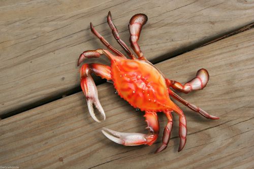 (2), STEAMED CRABS, 6&#034;, DISPLAY OF STEAMED CRABS, CRAB SHACK DECOR, CRABS   #XX
