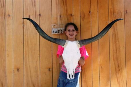Steer skull long horns 3&#039; 11&#034; cow bull skulls horn h6253 for sale